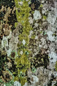Rm302 Prints: Lichens growing on tree