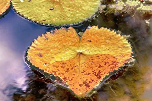 Love Prints: Lily pads