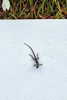 Wall Prints: Lizard on white background