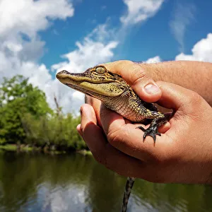 Deep South Prints: Louisiana, Cajun Swamp Experience, close-up of Baby Alligator