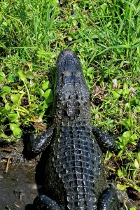 Deep South Prints: Louisiana, Cajun Swamp Experience, Alligator