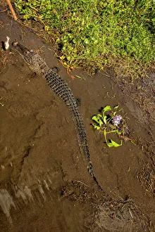 Louisiana, Cajun Swamp Experience, Alligator
