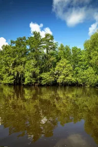 Deep South Prints: Louisiana, Louisiana's Swamp landscape
