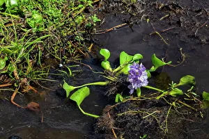 Deep South Prints: Louisiana, Louisiana's Swamp, Water Hyacinth
