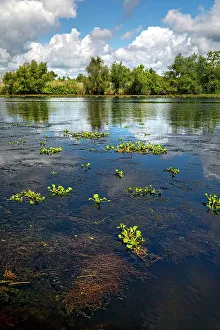 Deep South Prints: Louisiana, Louisiana's Swamp, wetland fields