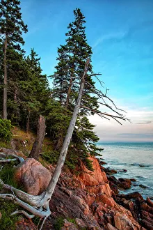 Tree Prints: Maine, Bass Harbor, Acadia National Park, Blue Hill Bay