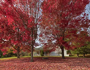 Foliage Prints: Maine, Kennebunk, Colorful Autumn Scene