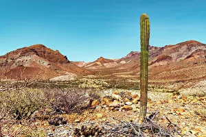 Rm306 Prints: Mexico, La Paz, Baja California Sur, Desert Landscape by Ensenada del Shiro