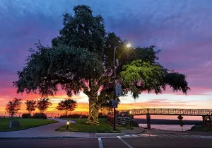 Tree Prints: Mississippi, Natchez, Bluff Trail, Night Scene with The Bridge of Sighs