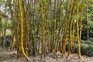 Botanic Prints: Morikami Museum and Japanese Gardens in Delray Beach Florida