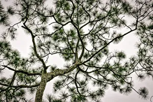 Rm302 Prints: Morikami Museum and Japanese Gardens, tree