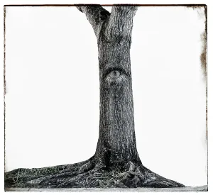 Creative Prints: Mysterious tree with an eye