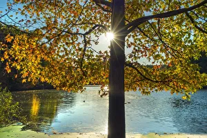 Tree Prints: Nature view of beautiful lake and autumn tree