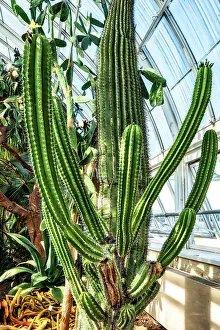 New York, Bronx, NY Botanical Garden, Enid A. Haupt Conservatory, Deserts of the Americas Gallery