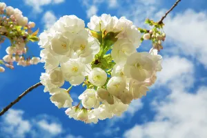 Spring Prints: New York, Brooklyn Botanic Garden, Cheery Blossom