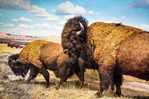 Exhibit Prints: New York City, American Museum of Natural History, American Bison exhibit