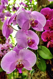 Flower Prints: New York City, Bronx, New York Botanical Garden