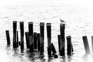 Brooklyn Prints: New York City, Brooklyn, Pilings viewed from Brooklyn Bridge Park