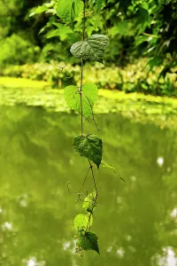 New York City, Brooklyn, Prospect Park, dangling vine