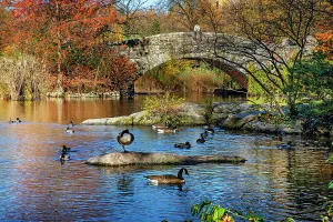 Foliage Prints: New York City, Central Park, Gapstow Bridge and Pond