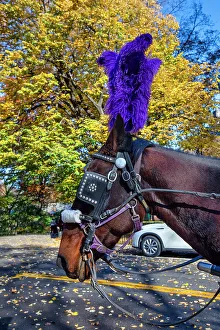 Icon Prints: New York City, Central Park Horse drawn carriage, close up of horse