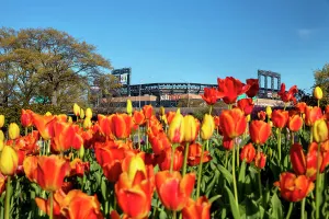 Tree Prints: New York City, Citifield Stadium in Queens
