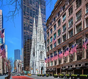 Tree Prints: New York City, Manhattan 5th Ave Scene with St. Patrick's Cathedral