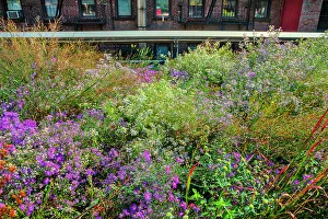 New York City, Manhattan, High Line Elevated Park plantings
