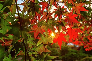 Tree Prints: New York, Colorful Autumn leaves