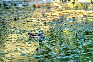 Spring Prints: New York, Long Island, Albertson, Botanic Garden, duck in pond