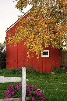 Long Island Prints: New York, Long Island, close up of red barn door