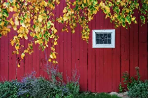Long Island Prints: New York, Long Island, close up of red barn and window