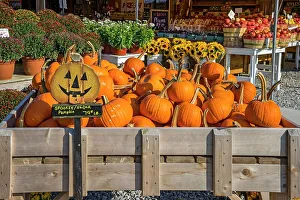 Long Island Prints: New York, Long Island, farm stand, pumpkins in wooden crate