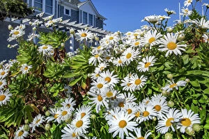 Images Dated 28th June 2017: New York, Long Island, Greenport, bunch of daisies