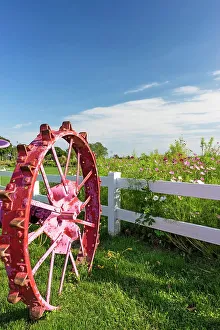 Flower Prints: New York, Long Island, North fork, close up of pink tractor wheel