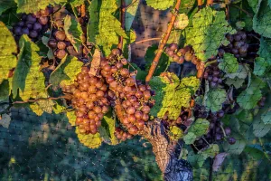 Food Prints: New York, Peconic, Vineyard, Grapes hanging from vine