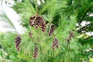 Rm276 Prints: New York, Roslyn Harbor, Cedarmere-Clayton Estates, Tree with pine cones