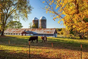 Fenced Prints: New York State farm in Beekman, cows with barn and silos