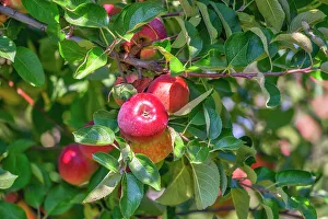 Rm274 Prints: New York State, Hopewell Junction, Fishkill Farms, apple orchard