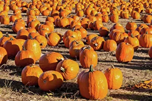 New York State, pumpkin patch, Barton Orchards in Beekman