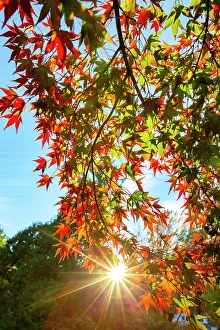 Tree Prints: New York, Sunlight through trees at Autumn