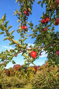 Blue Skies Prints: New York, Warwick, Farm, Apple orchard
