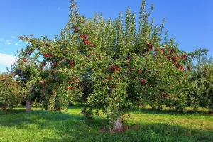 New York, Warwick, Farm, Apple orchard