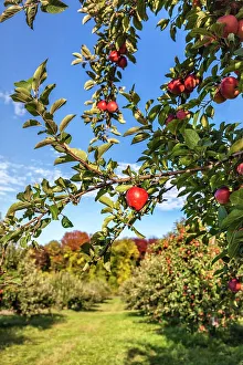 New York, Warwick, Farm, Apple orchard