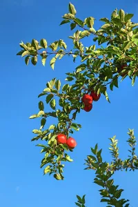 New York, Warwick, Farm, Apple orchard