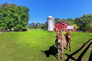 Images Dated 4th December 2023: New York, Warwick, Traditional farm with Pony donkeys