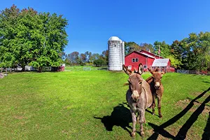 Blue Skies Prints: New York, Warwick, Traditional farm with Pony donkeys