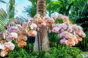 Flower Prints: NY, Bronx, New York Botanical Garden, The Orchid Show, Jeff Leatham's Kaleidoscope