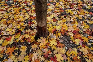 Foliage Prints: NY, NYC, Autumn colorful foliage