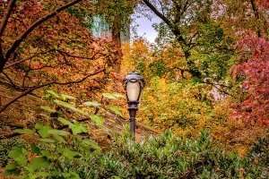 Foliage Prints: NY, NYC, Central Park, Lamppost surrounded by colorful foliage